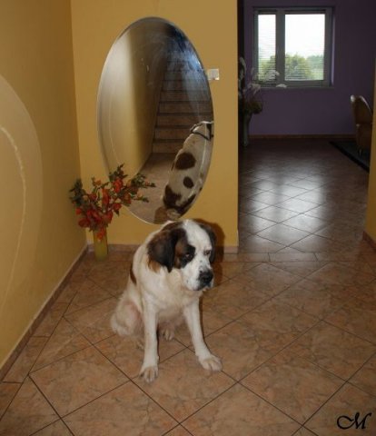 zula2a_518x600