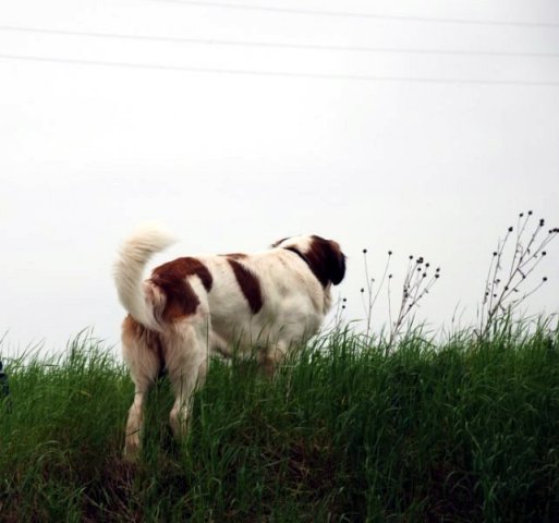 zula4a_642x600